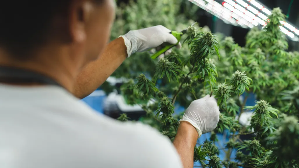 Cannabis grower in white gloves trimming hemp plants in an indoor grow facility