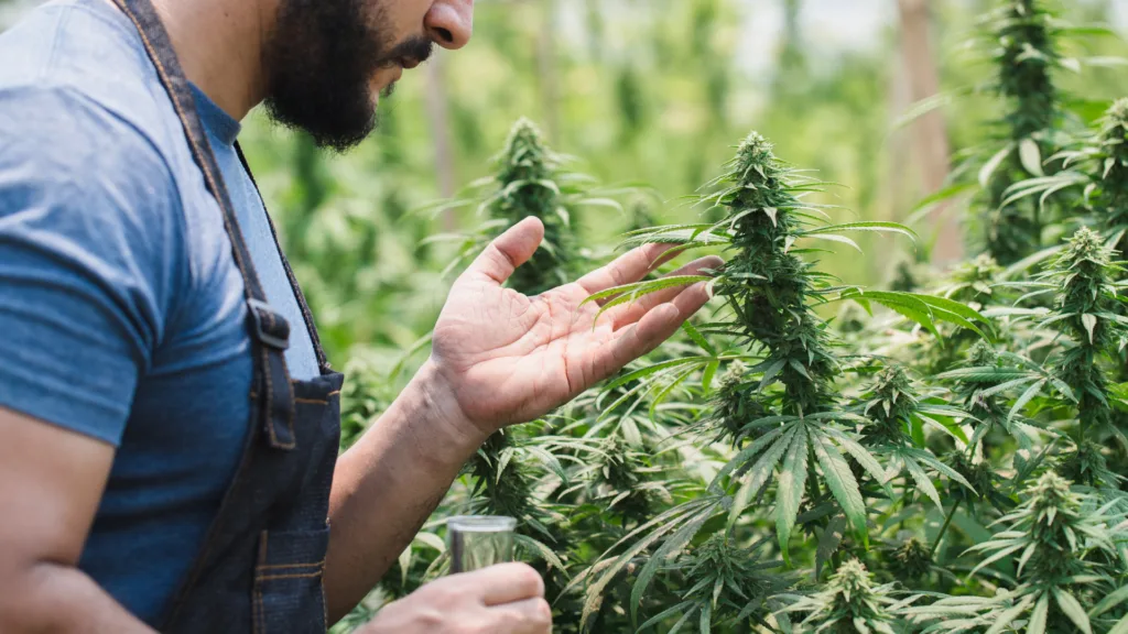 Hemp grower examining a cannabis plant up close in an outdoor cultivation field